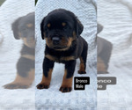 Puppy 4 Rottweiler