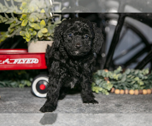 Medium Labradoodle-Poodle (Miniature) Mix