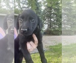 Small Photo #2 Labrador Retriever Puppy For Sale in EDEN VALLEY, MN, USA