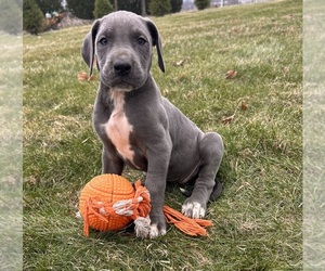 Great Dane Puppy for sale in MIDDLEBURY, IN, USA