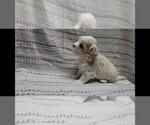 Small #2 Maltipoo