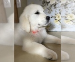 Small Photo #10 English Cream Golden Retriever Puppy For Sale in AMITY, AR, USA