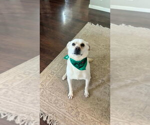 Labrador Retriever-Unknown Mix Dogs for adoption in Aurora, IN, USA
