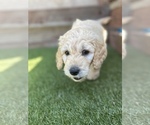 Small Photo #3 Goldendoodle Puppy For Sale in RAMONA, CA, USA