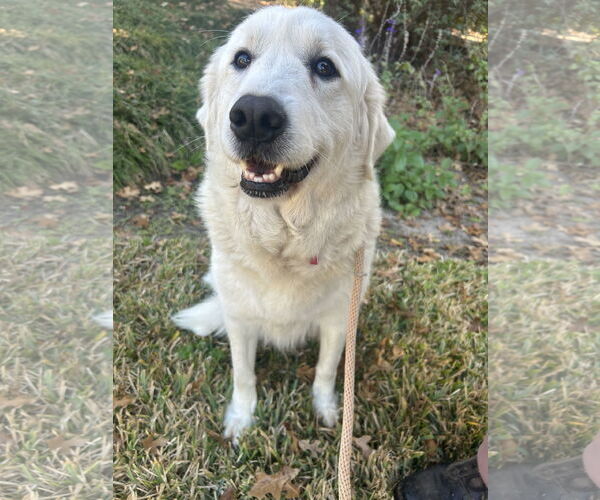 Medium Photo #3 Great Pyrenees Puppy For Sale in Spring, TX, USA