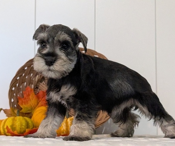 Medium Photo #2 Schnauzer (Miniature) Puppy For Sale in GOSHEN, IN, USA