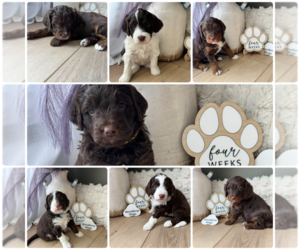 Aussiedoodle Miniature -Bernedoodle (Miniature) Mix Litter for sale in GREENVILLE, OH, USA