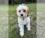 Small #27 Cavapoo-Poodle (Miniature) Mix