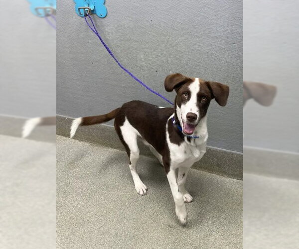 Medium Photo #1 Dalmatian-Siberian Husky Mix Puppy For Sale in Las Vegas, NV, USA
