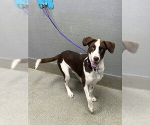 Dalmatian-Siberian Husky Mix Dogs for adoption in Las Vegas, NV, USA