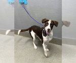 BABY J - Male Dalmatian-Siberian Husky Mix Dog for Adoption - Small photo