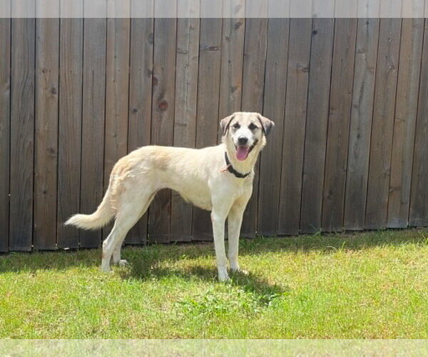 Medium Photo #2 Anatolian Shepherd Puppy For Sale in Coldwater, MI, USA