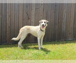 Small Photo #2 Anatolian Shepherd Puppy For Sale in Coldwater, MI, USA