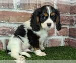 Small #15 Cavalier King Charles Spaniel
