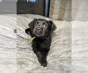 Lumi - Female Labrador Retriever-Unknown Mix Dog for Adoption - Photo #2