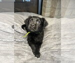 Small Photo #2 Labrador Retriever-Unknown Mix Puppy For Sale in Hillsboro, MO, USA