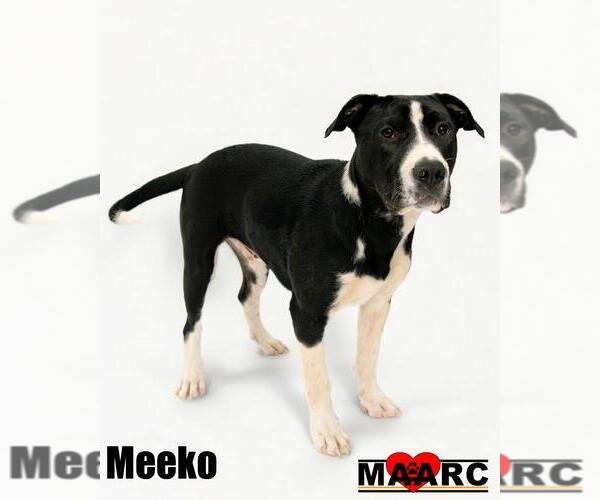 Medium Photo #4 Great Dane-Unknown Mix Puppy For Sale in Maryville, TN, USA
