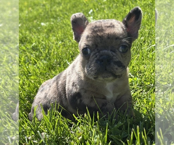 Medium Photo #10 Faux Frenchbo Bulldog Puppy For Sale in ROCK STREAM, NY, USA