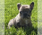 Small #9 Faux Frenchbo Bulldog