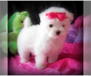 Maltese Puppy for sale in WARSAW, IN, USA