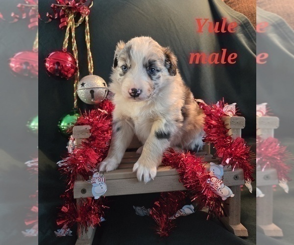 Medium Photo #9 Australian Shepherd Puppy For Sale in BRIDGEWATER, VA, USA