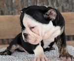 Small #8 English Bulldog