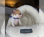 Small #1 Chihuahua