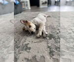 Small #4 Mutt