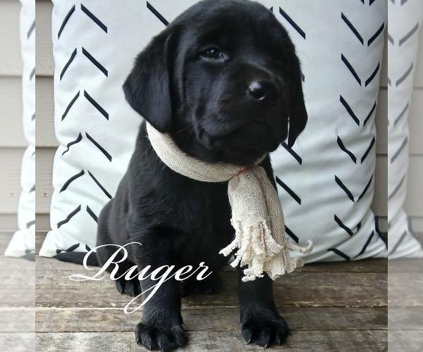 Medium Photo #5 Labrador Retriever Puppy For Sale in APPLE CREEK, OH, USA