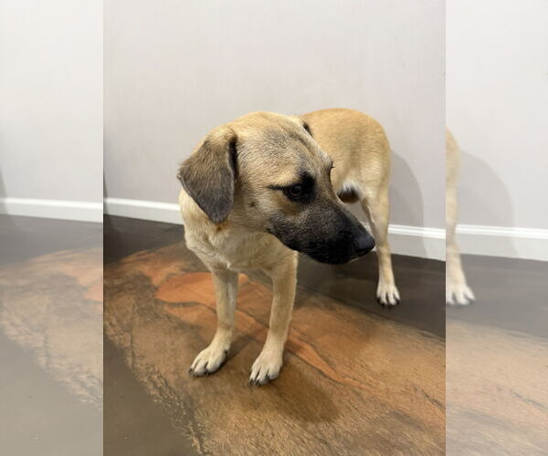 Medium Photo #2 Mutt Puppy For Sale in Corning, AR, USA