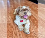 Small #2 Shih Tzu