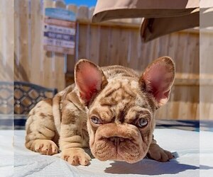 French Bulldog Puppy for sale in SACRAMENTO, CA, USA