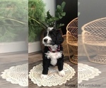 Small Photo #16 Bernedoodle Puppy For Sale in MIAMISBURG, OH, USA