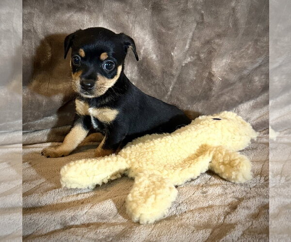 Medium Photo #2 Rat Terrier Puppy For Sale in Holly Springs, NC, USA