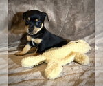 Small #1 Rat Terrier