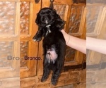 Small #14 Shih Apso