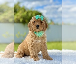 Goldendoodle (Miniature) Puppy for sale in FROSTPROOF, FL, USA