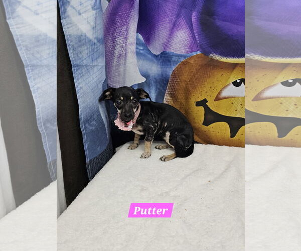 Medium Photo #1 Dachshund-Unknown Mix Puppy For Sale in Metairie, LA, USA