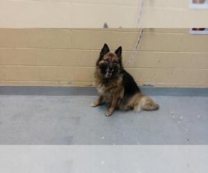 German Shepherd Dog Dogs for adoption in Tulsa, OK, USA