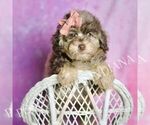 Small #6 Poodle (Miniature)