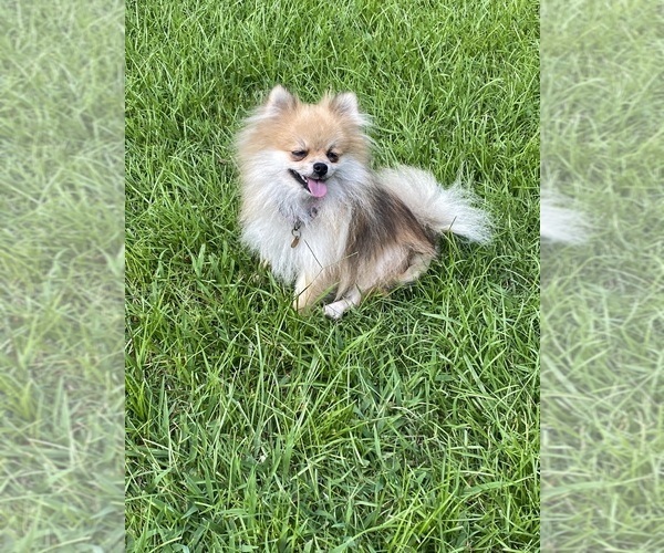 Medium Photo #1 Pomeranian Puppy For Sale in CASTLE HAYNE, NC, USA