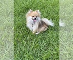 Small Photo #1 Pomeranian Puppy For Sale in CASTLE HAYNE, NC, USA