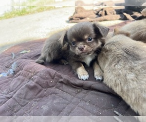 Chihuahua Puppy for sale in LORAIN, OH, USA