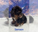 Samson - Male Yorkipoo Puppy for Sale - Photo #2