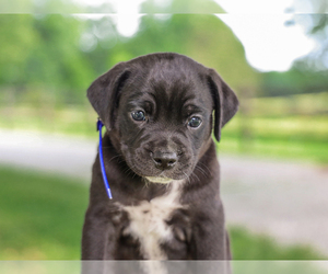 Jug-Unknown Mix Dog for Adoption in LIBERTY, Kentucky USA