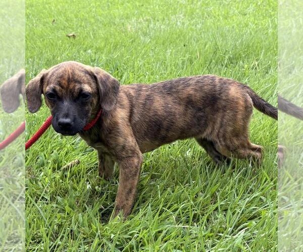 Medium Photo #2 Dachshund-Unknown Mix Puppy For Sale in Yardley, PA, USA