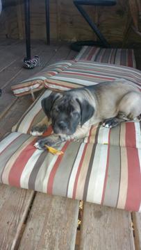 Medium Photo #1 Mastiff Puppy For Sale in WHEELING, IL, USA