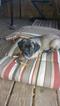 Small Photo #1 Mastiff Puppy For Sale in WHEELING, IL, USA