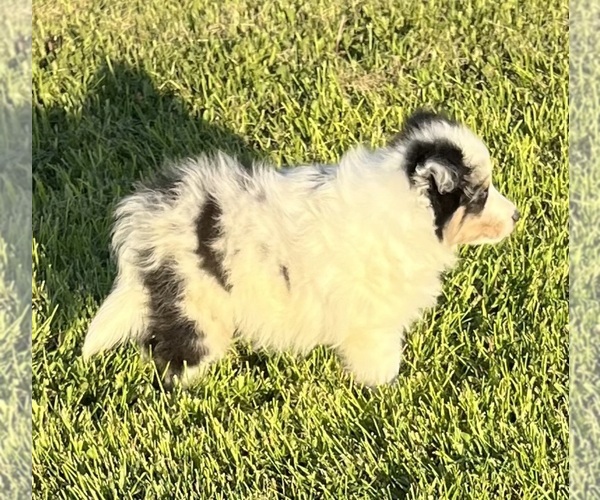 Medium Photo #24 Shetland Sheepdog Puppy For Sale in FORT MORGAN, CO, USA
