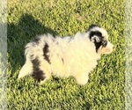 Small #23 Shetland Sheepdog